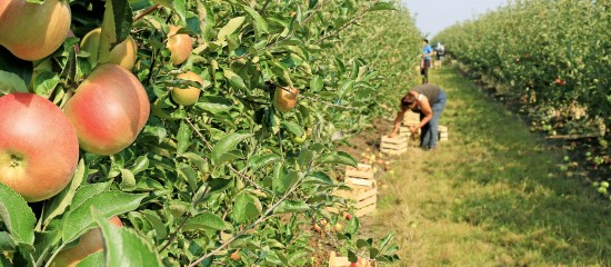Employeurs agricoles&nbsp;: exon&eacute;ration li&eacute;e au travail occasionnel ou r&eacute;duction &laquo;&nbsp;Fillon&nbsp;&raquo;&nbsp;?