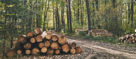 Parcelles de for&ecirc;ts&nbsp;: un march&eacute; au beau fixe