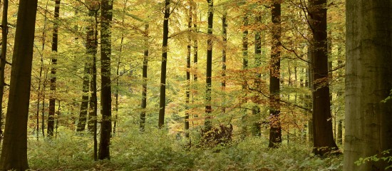 Investissements dans les for&ecirc;ts&nbsp;: un march&eacute; en pleine forme&nbsp;!