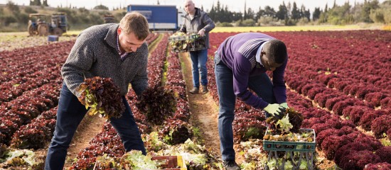 Covid-19&nbsp;: des conseils de s&eacute;curit&eacute; pour les employeurs agricoles