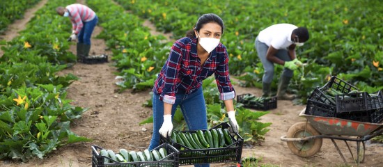 Une &laquo;&nbsp;aide pr&eacute;vention Covid&nbsp;&raquo; pour le secteur agricole