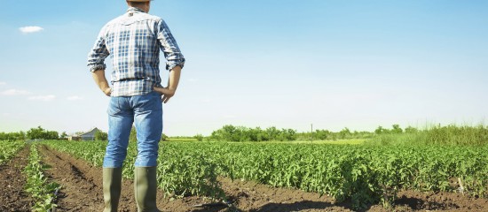 Bail rural : gare au contenu d’un congé pour reprise !