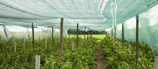 Les agriculteurs encourag&eacute;s &agrave; se prot&eacute;ger contre les al&eacute;as climatiques