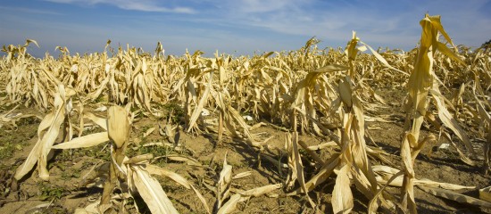 Agriculture : un nouveau r&eacute;gime pour l&rsquo;assurance r&eacute;colte