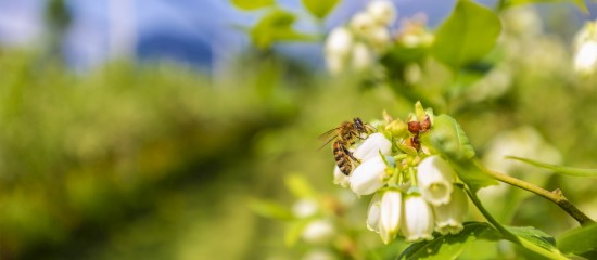 Quelle fiscalit&eacute; pour les revenus issus des services environnementaux&nbsp;?