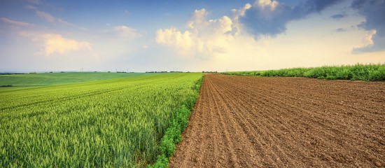 Quel prix pour les terres agricoles et viticoles en&nbsp;2021&nbsp;?