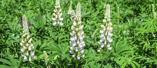 Agriculture&nbsp;: les esp&egrave;ces autoris&eacute;es pour les couverts des jach&egrave;res