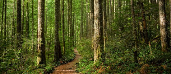 Des am&eacute;nagements pour le dispositif Defi-for&ecirc;t