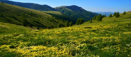 Agriculture&nbsp;: associations fonci&egrave;res pastorales