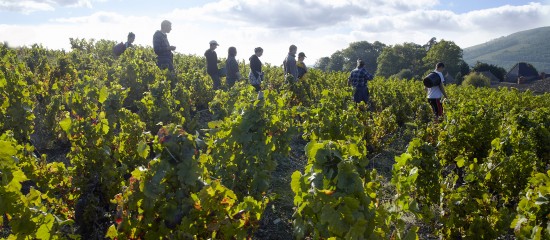 Travailleurs agricoles occasionnels&nbsp;: option pour la r&eacute;duction g&eacute;n&eacute;rale des cotisations