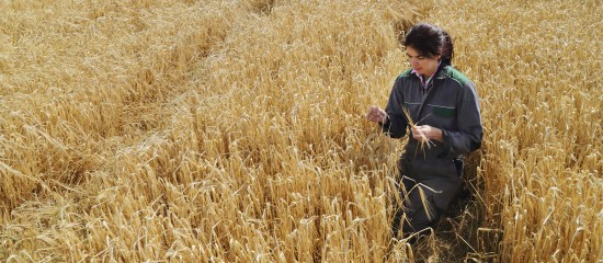 La transmission des exploitations agricoles est encourag&eacute;e