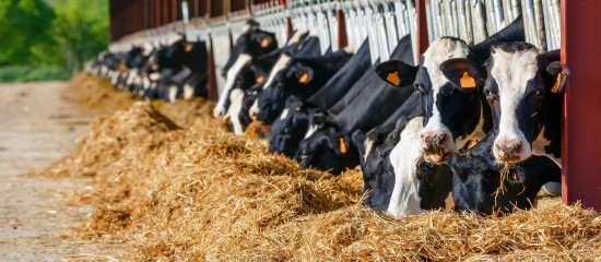 Agriculture : ce que prévoit la loi Duplomb