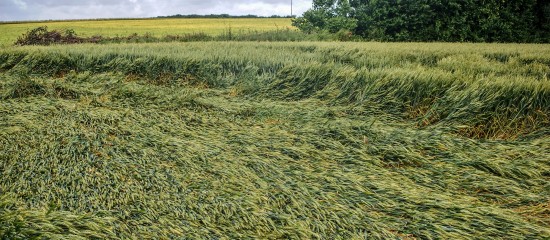 Pertes de r&eacute;colte&nbsp;: baisse du taux d&rsquo;indemnisation pour les exploitants non assur&eacute;s