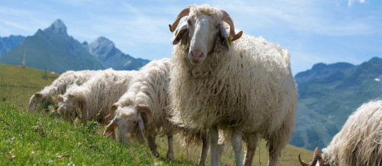 Gare &agrave; la dur&eacute;e d&rsquo;une convention pluriannuelle de p&acirc;turage&nbsp;!