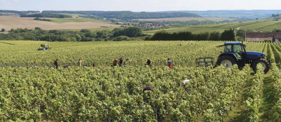 Travailleurs agricoles occasionnels&nbsp;: option pour la r&eacute;duction g&eacute;n&eacute;rale d&eacute;gressive unique