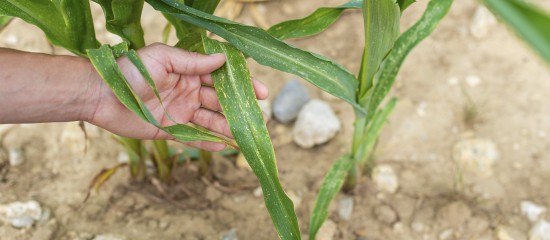 S&eacute;cheresse&nbsp;: un plan d&rsquo;urgence pour soutenir les agriculteurs